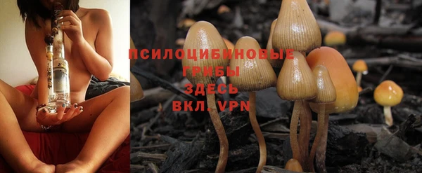 прущие грибы Бронницы